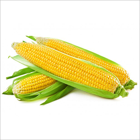 Organic Corn