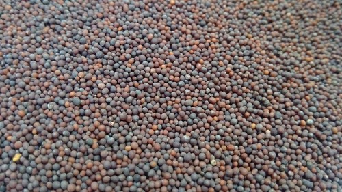 Black Mustard Seeds