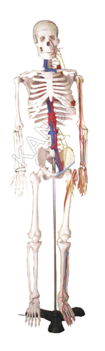 Human Skelton Model