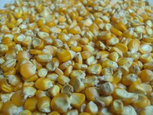 Maize