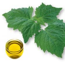 Patchouli Oil Patchouli Oil