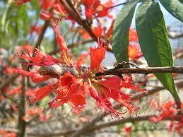 Woodfordia Fruticosa