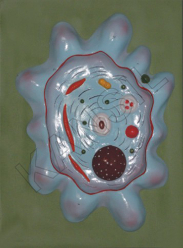 Animal Cell Meiosis Model