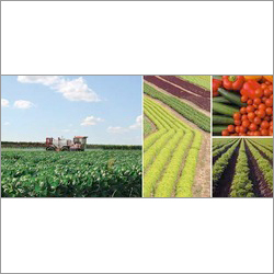 New Generic Insecticides Application: Agriculture