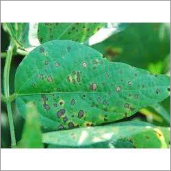 New Generic Fungicides Application: For Agriculture