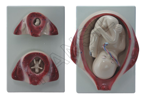 Devlopment of Fetus Embryo Model