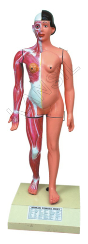 Human Female Body Model