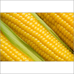 Yellow Corn