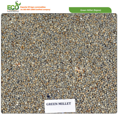 Millet - Moisture 12%, Protein 9%, Green Color | High Nutritional Value, Premium Quality for Food and Feed