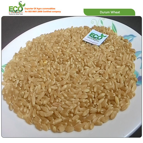 Durum Wheat - Moisture 12% Max, Protein 13% Max, Low Cholesterol & Fat | Premium Quality, Fresh Packaging, Long Shelf Life