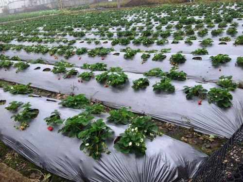 Silver black Mulch Films