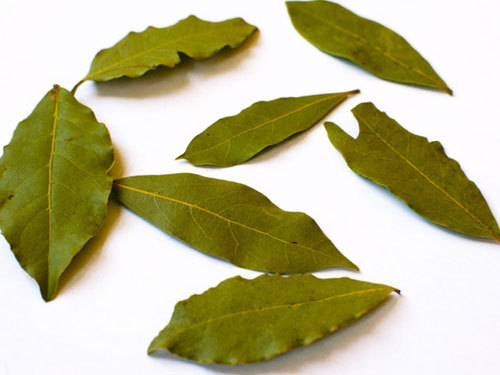 Bay Leaf