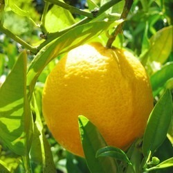 Bergamot Pure Oil