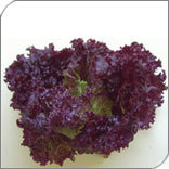 Lolo Rosas Vegetable