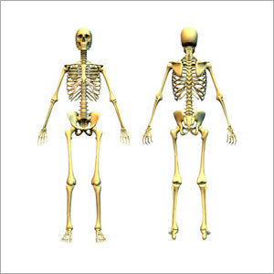 Human-Skeleton-Fibre-Model