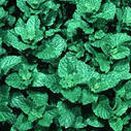 Spearmint Oil