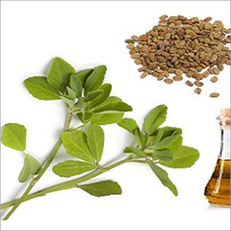 Fenugreek Oil