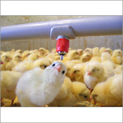 Nipple Water Drinking System