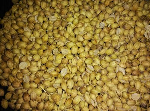 Coriander Seeds
