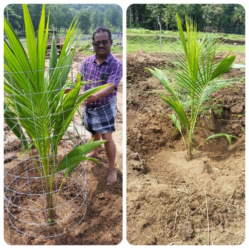 Weldmesh Tree Guards