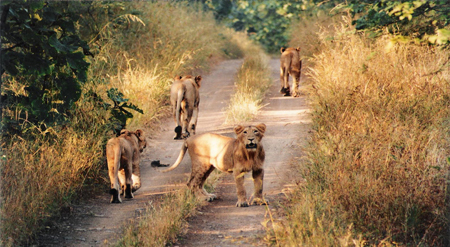 Gir National Park Tour Package