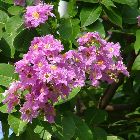 Banaba Extract