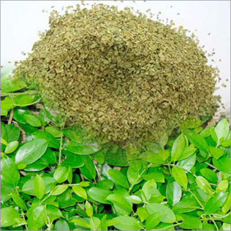 Gymnema Sylvestre