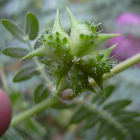 Tribulus Terrestris - Solid Green Herbal Extract Easy to Process - Great Taste Longer Shelf Life Promotes Athletic Performance and Muscle Gain
