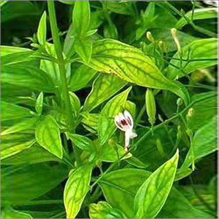 Andrographis Extract