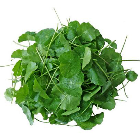 Organic Gotu Kola