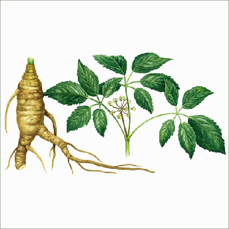 Ginseng Root