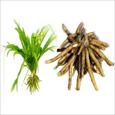 Musli Plant Root