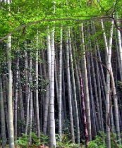 Bambusa Arundinacea - Bamboo Diameter 5-20cm Height 10-30m Greenish-Grey | Rapid Growth Renewable Strong Sustainable Versatile