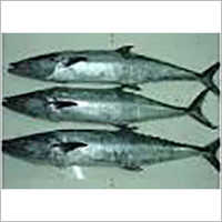 Catfish Sangot 