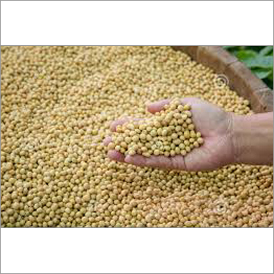 Soybean Seeds