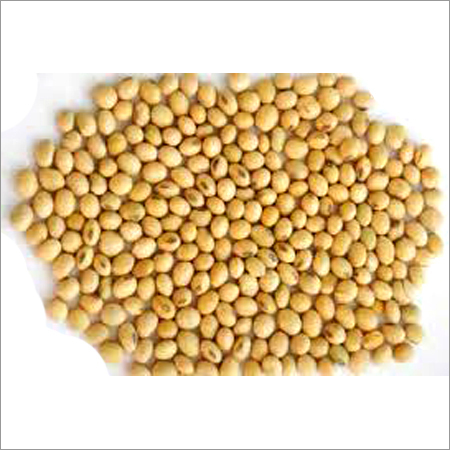 Soybean Oil Seeds