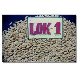Lok 1 Wheat