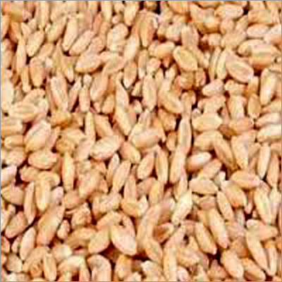 RVW 4106 Wheat