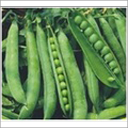 Pea Seeds