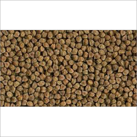 Gram Seeds
