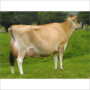 indian jersey cow indian jersey cow exporter supplier trading company karnal india indian jersey cow exporter supplier