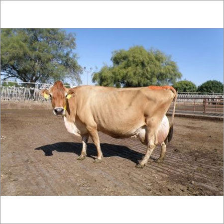 black and white jersey cow