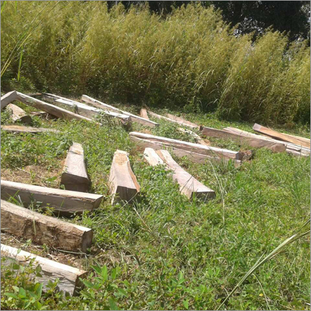 Burma Teak Wood Logs