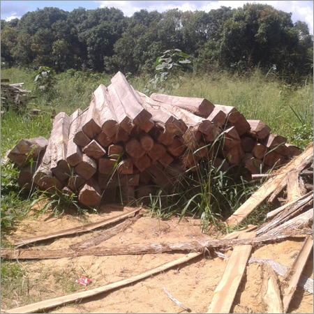 Teak Logs