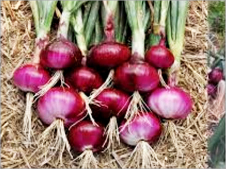 Fresh Onions