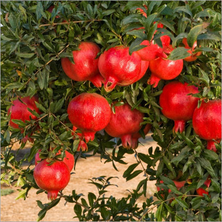 Pomegranate
