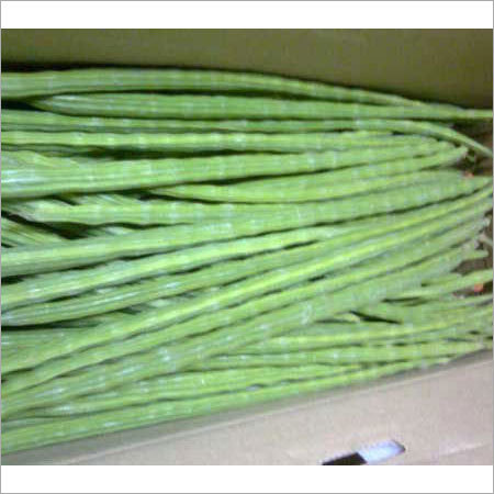Drum Stick or Moringa