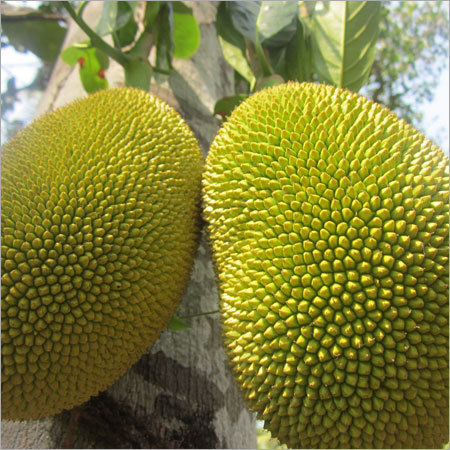 Jack Fruit