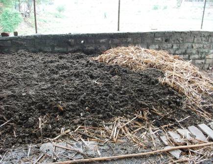 Cow dung fertilizer