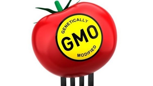 GMO Analysis